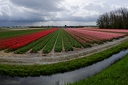 Tulipes  Hollande