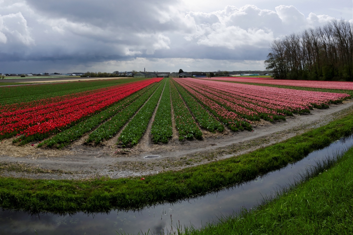 Tulipes_ Hollande.jpg