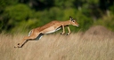 Impala-Aepyceros melampus-Impala