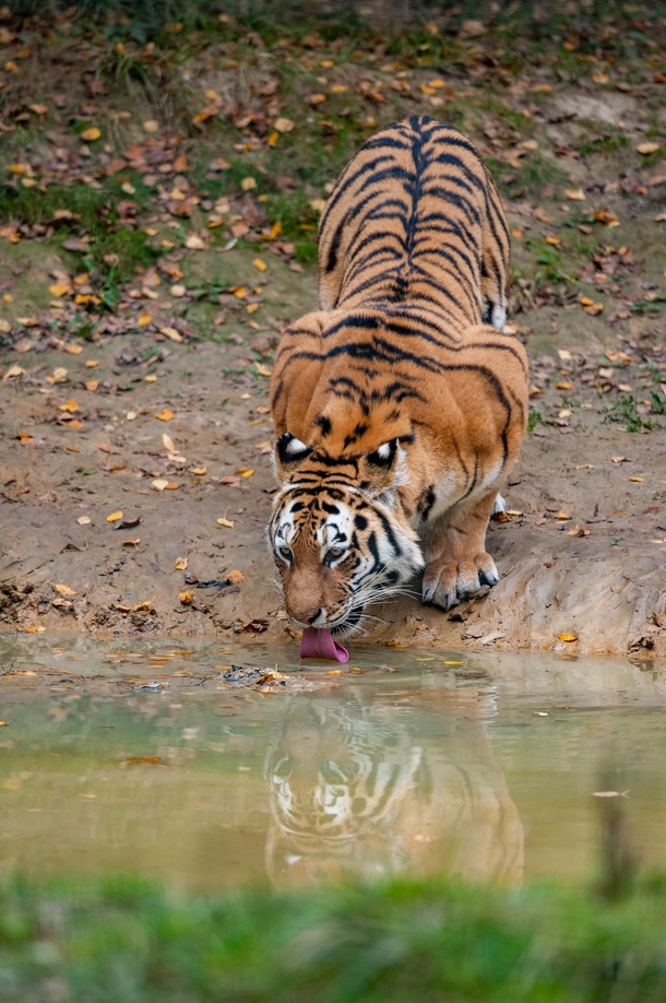 La langue du tigre.jpg