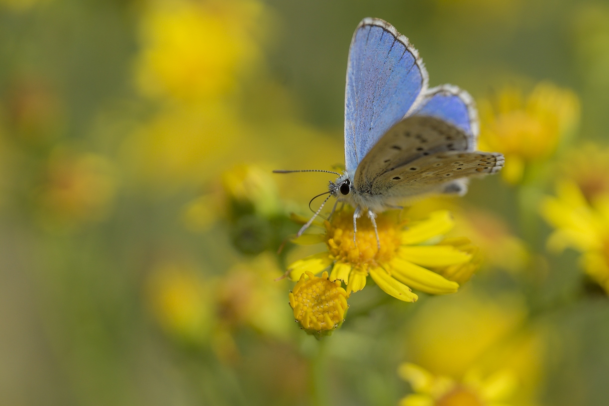 CB 1 f3.5 iso200 1.3200s 70mm.jpg