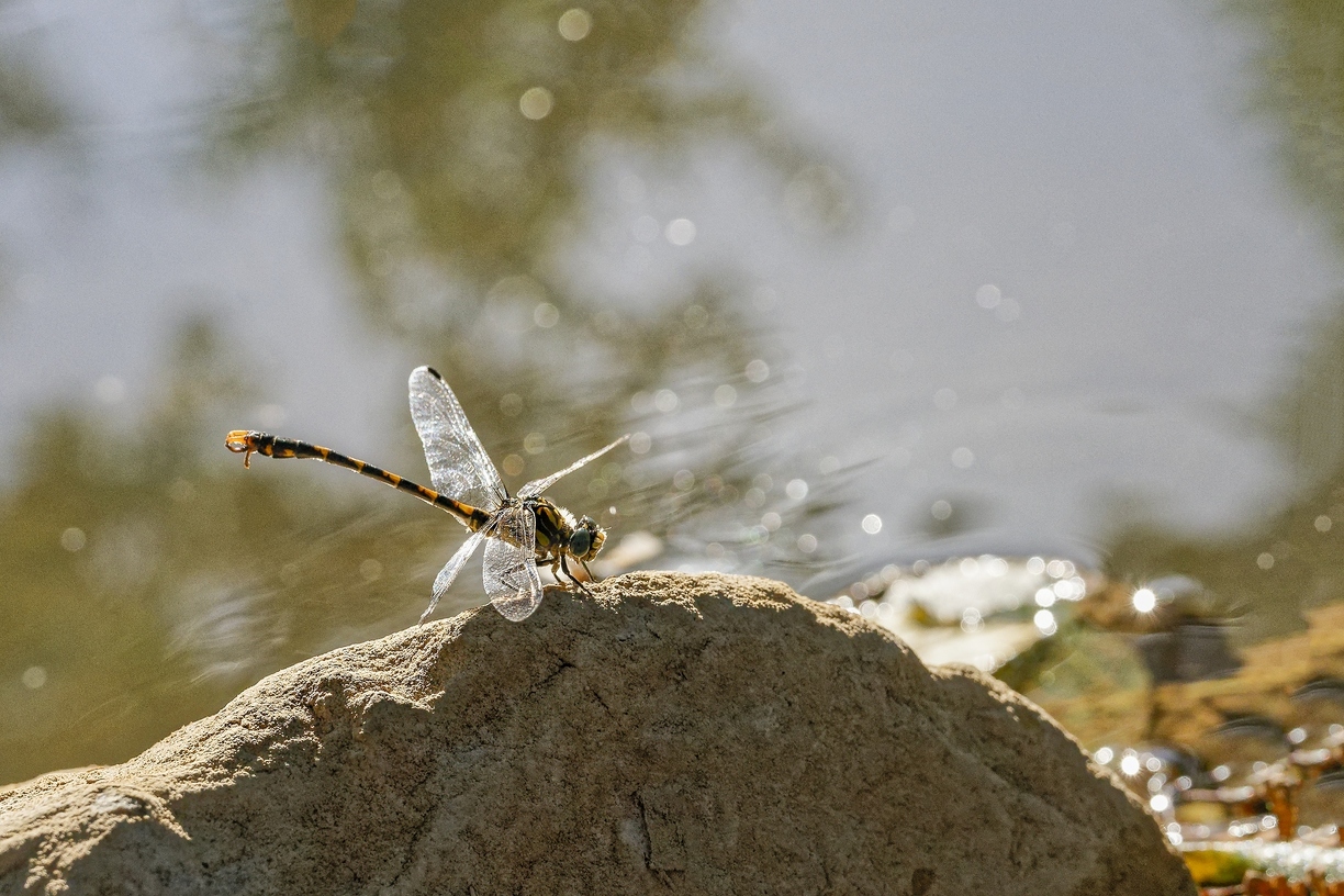 CB 3 f8 iso640 1.2500s 70mm.jpg