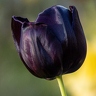 JMP Tulipe noire f1.4 ISO100 1.4000s 50mm