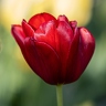 JMP Tulipe Rouge f1.4 ISO100 1.1250s 50mm