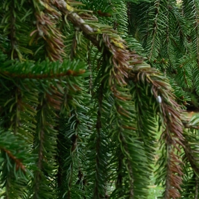 Arbres et techniques de prise de vue